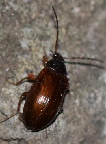 Réf. 295 589 : Gonodera luperus